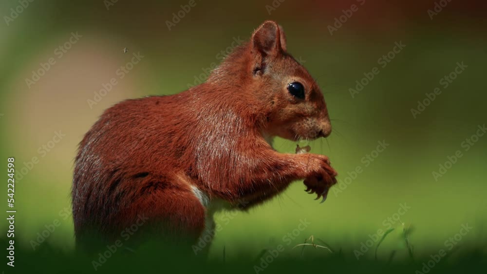 Closeup of an orange squirrel eating nuts in the field Closeup of an orange squirrel eating nuts in the field