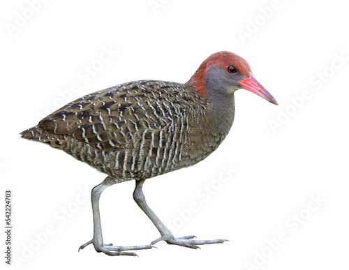 Slaty-breasted rail (Lewinia striata) beautiful bird with stripe grey feathers, pink beaks, red head with long legs and fingers isolated on white