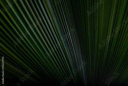 Livistona saribus palm leaves