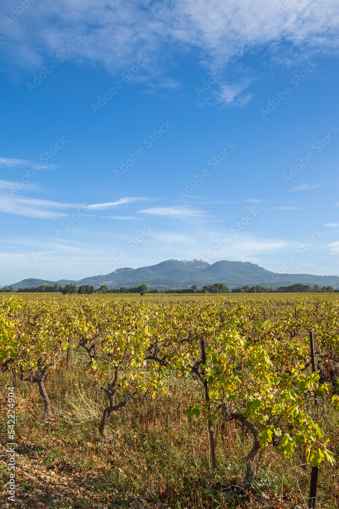 gros plan sur des vignes autour de la ville de Rasteau dans le Vaucluse