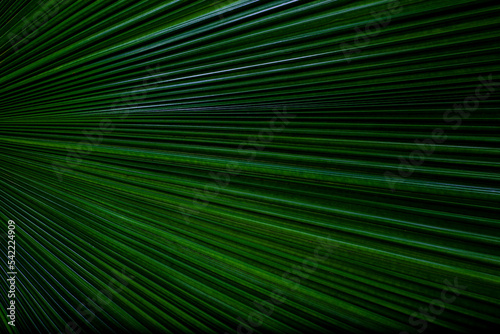 Livistona saribus palm leaves © gunungkawi