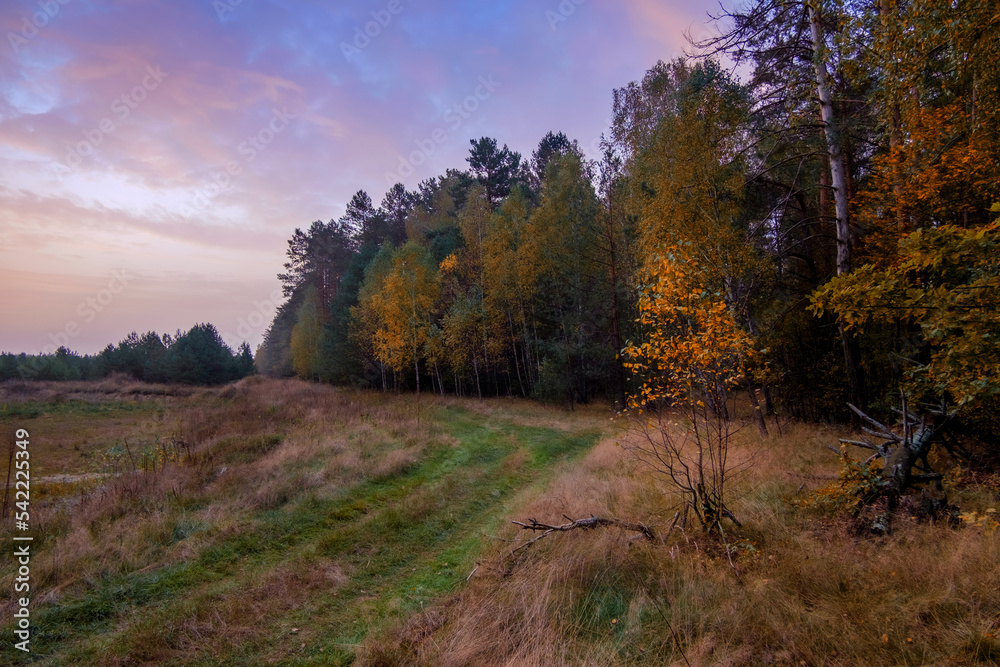 autumn in the forest