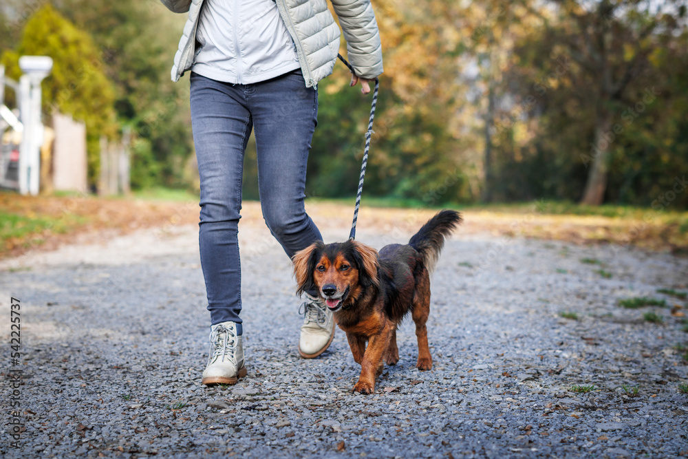 Woman walking with her mixed breed dog outdoors