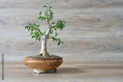 Birkenfeige, Ficus Benjamina als Bonsai vor einem Hintergrund aus Holz  photo