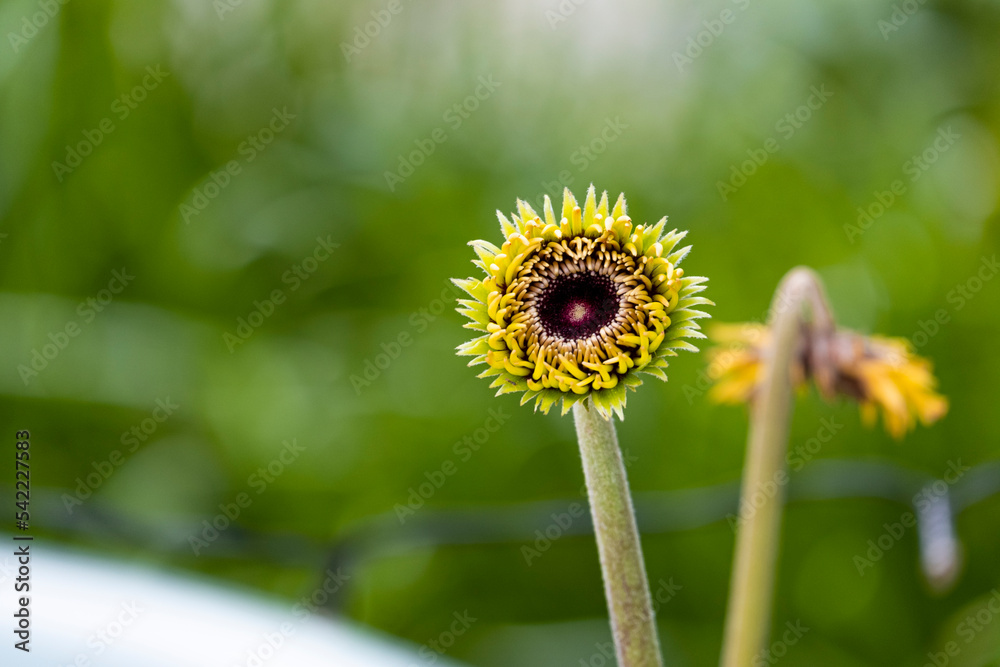 beautiful baby fresh yellow and pinviolet gerbera flower blooming in botany garden multi petals beautiful baby fresh yellow and pinviolet gerbera flower blooming in botany garden multi petals