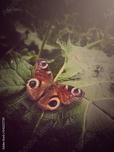 butterfly on the wall