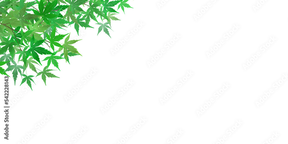 もみじ 新緑 イラスト リアル 背景