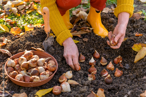 Fototapeta Naklejka Na Ścianę i Meble -  Woman planting tulip bulbs in a flower bed during a beautiful sunny autumn afternoon. Growing tulips. Fall gardening jobs background.