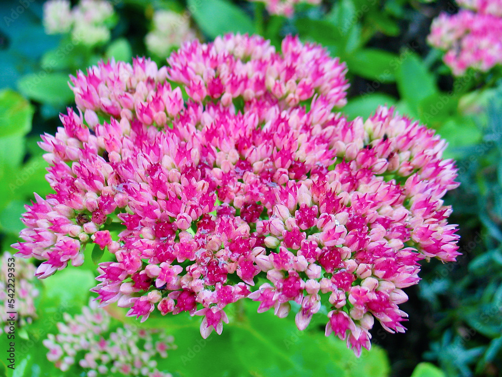 Flowering pink Livelong plant in a flower bed in the garden in autumn.