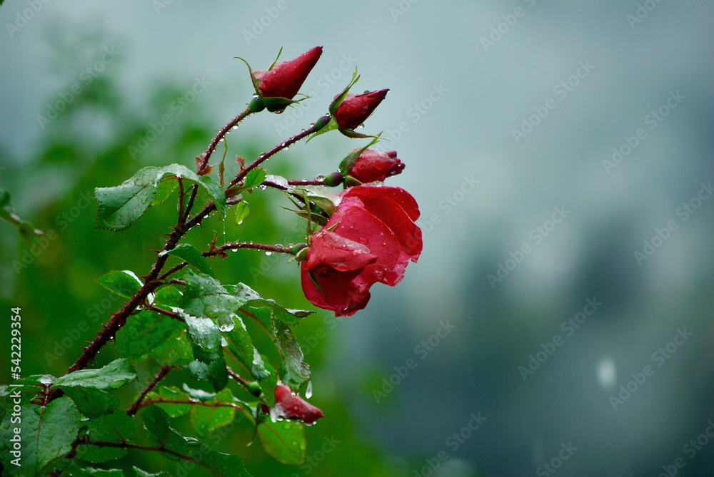 Twig of rose plant with one blooming red rose and buds with water drops in foggy and rainy weather. Twig of rose plant with one blooming red rose and buds with water drops in foggy and rainy weather.