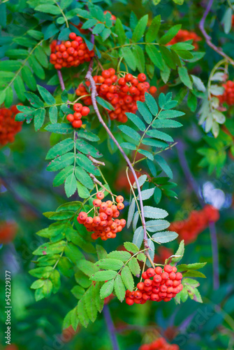 Rowan tree branch with green leaves and bunches of orange colored rowan berries in late summer.