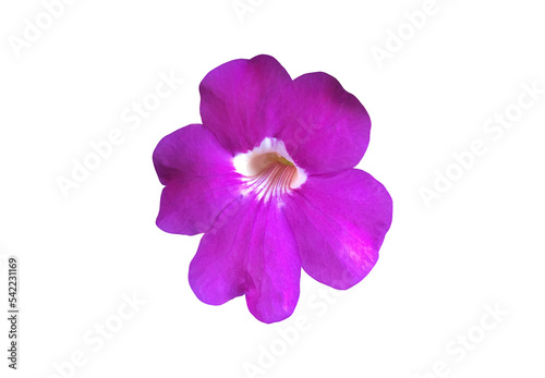 Isolated violet trumpet vine l aurel clockvine flower with clipping paths.