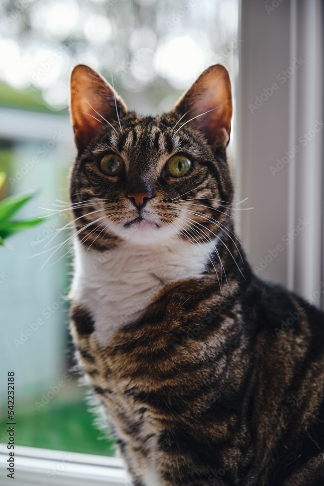 Beautiful tabby cat (Felis catus) on a window sill Beautiful tabby cat (Felis catus) on a window sill
