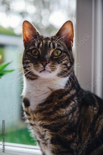 Beautiful tabby cat (Felis catus) on a window sill