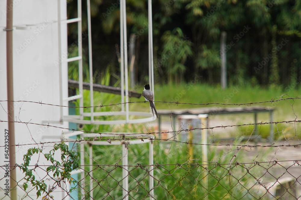 Southern Fork-tailed Flycatcher Bird on fence with grass Southern Fork-tailed Flycatcher Bird on fence with grass