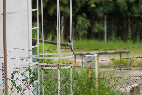 Southern Fork-tailed Flycatcher Bird on fence with grass