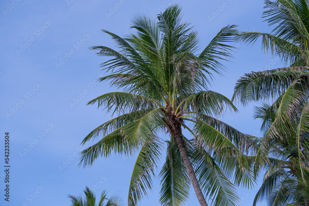beautiful fresh green coconut palm leaves tree curve shape on blue sky background. sharp leaves plant tropical fruit trees in thailand beautiful fresh green coconut palm leaves tree curve shape on blue sky background. sharp leaves plant tropical fruit trees in thailand