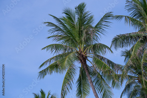 beautiful fresh green coconut palm leaves tree  curve shape on blue sky background. sharp leaves plant tropical fruit trees in thailand