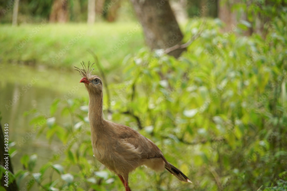 Beautiful Red-legged Seriema walking on the road Beautiful Red-legged Seriema walking on the road