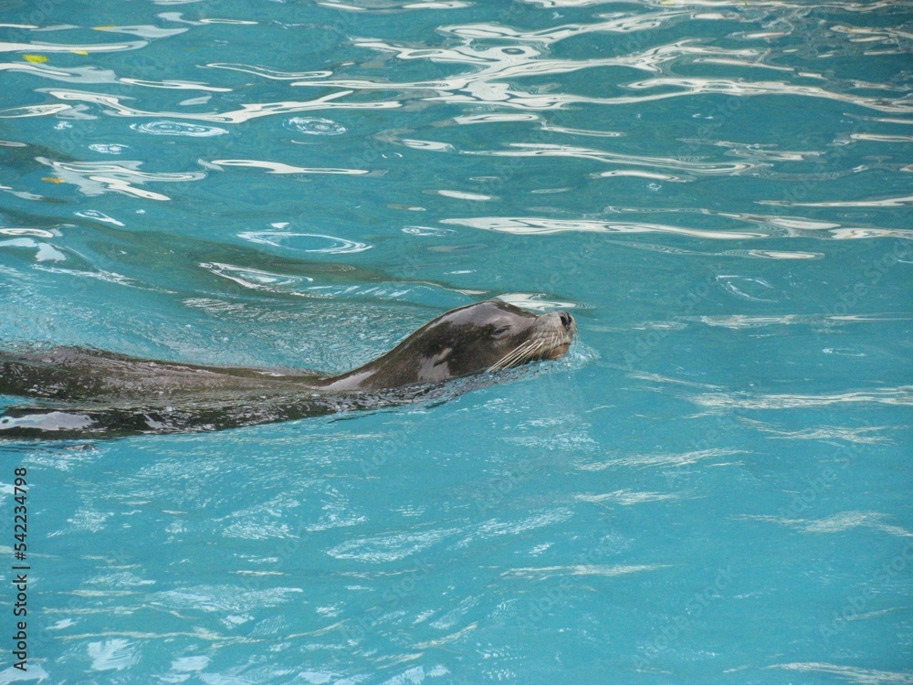 Fototapeta premium Closeup shot of a sea lion in a pool of a zoo in Germany
