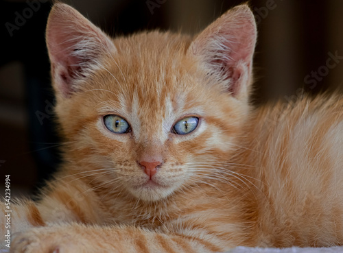 nice kitten with light blue eyes and reddish fur in a funny expression.