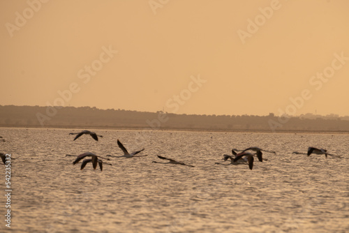 Flight of pink flamingos during a sunset - Tunisia