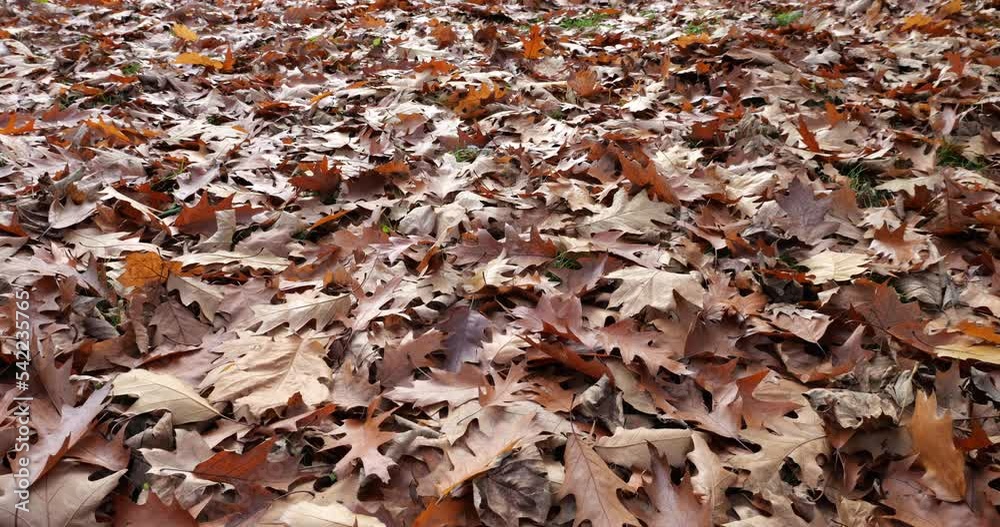 Fallen dry leaves of Canadian oak. Shooting in autumn in October. Fallen dry leaves of Canadian oak. Shooting in autumn in October.