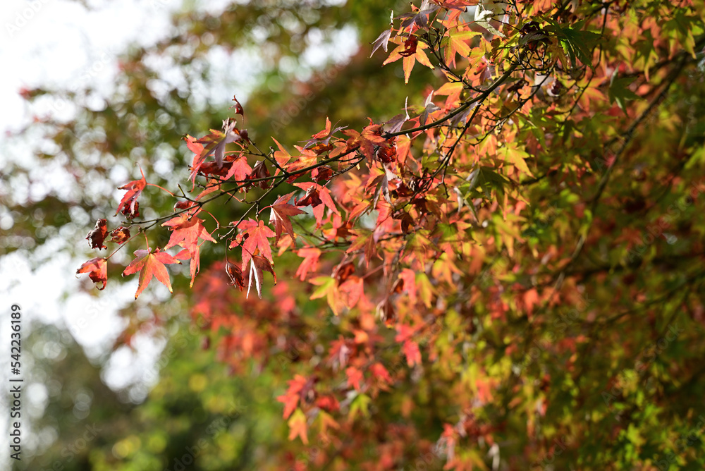 buntes herbst in botanischem garten in neuss buntes herbst in botanischem garten in neuss