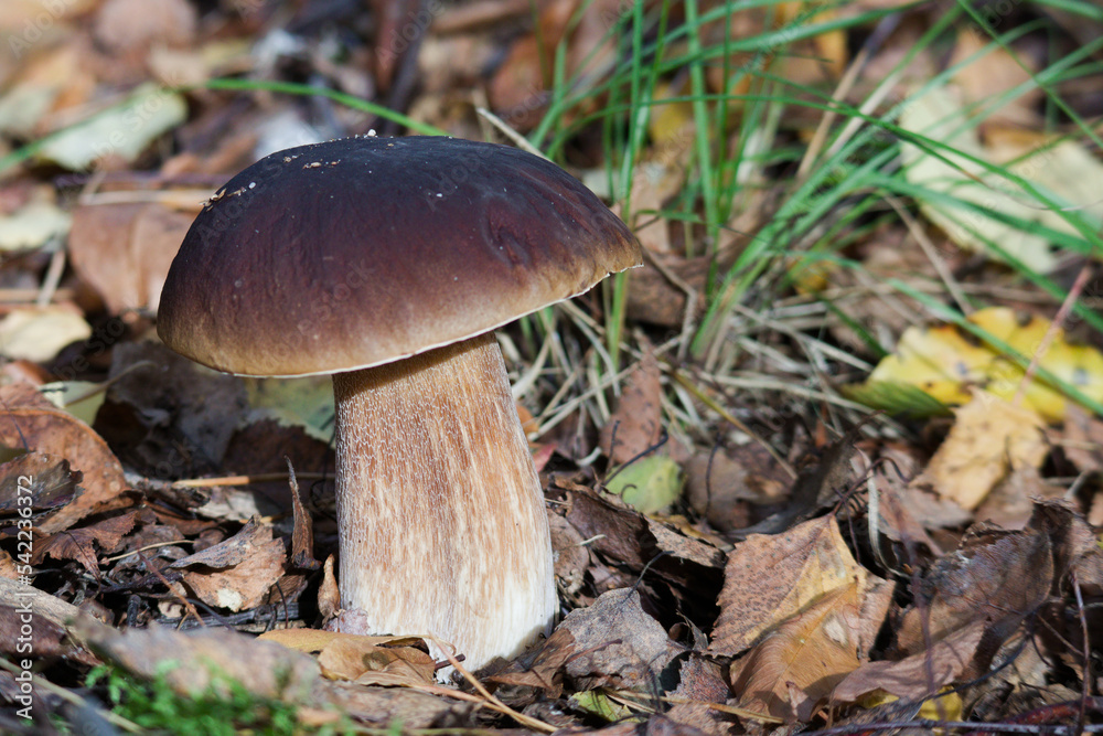Borowik, szlachetny, prawdziwek, Boletus, edulis, porcini, porcino , penny bun, hongo blanco, calabaza, seta calabaza, Белый гриб, белый, борови́к Cèpe de Bordeaux, Borowik, szlachetny, prawdziwek, Boletus, edulis, porcini, porcino , penny bun, hongo blanco, calabaza, seta calabaza, Белый гриб, белый, борови́к Cèpe de Bordeaux,