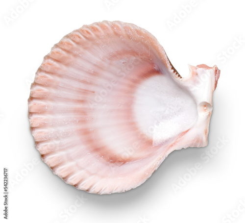 Seashell sea life conch conch shell shell ceramic sea