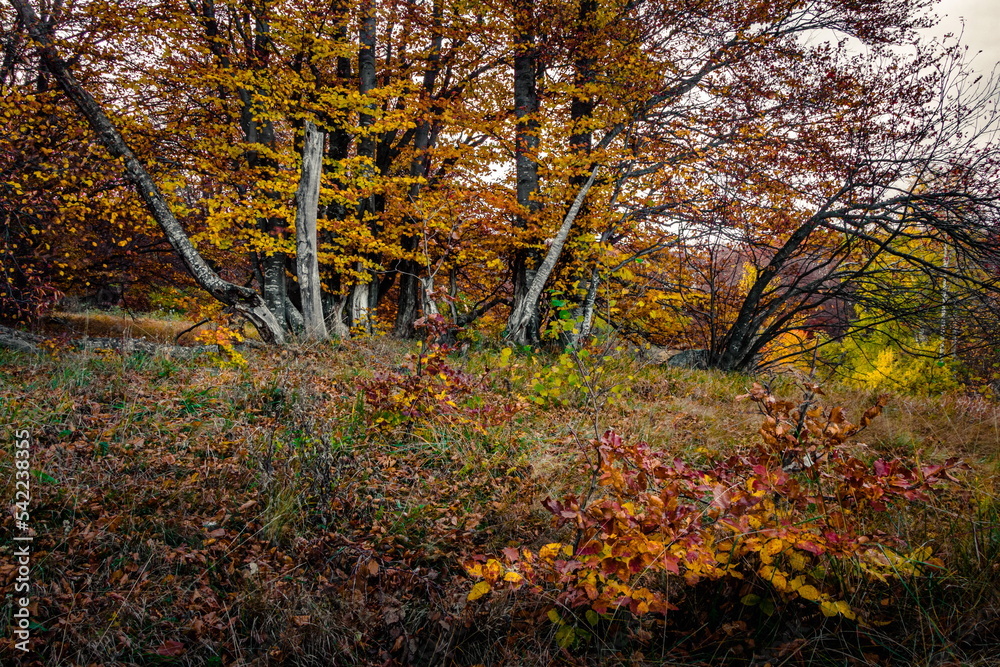 Golden colorful autumn trees Vitosha mountain Sofia