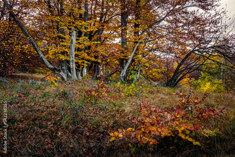 Golden colorful autumn trees Vitosha mountain Sofia Golden colorful autumn trees Vitosha mountain Sofia