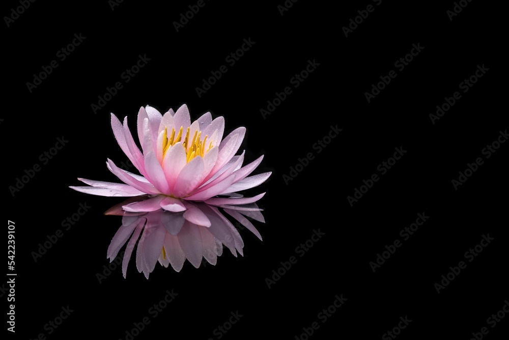 Lotus flower in the lake with water drops. Black background.