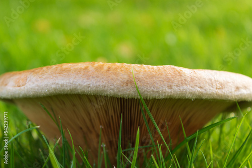 Paxillus involutus, Brown roll-rim, a toxic mushroom also known as common roll-rim photo