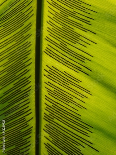  Governor's leaves background