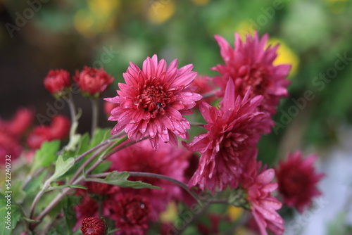 red chrysanthemum flower with water drops on the petals