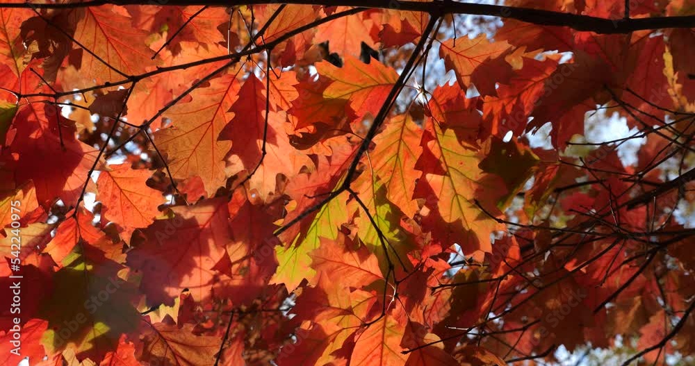 Red autumn leaves of Canadian oak on tree branches. Shooting in autumn in October. Red autumn leaves of Canadian oak on tree branches. Shooting in autumn in October.