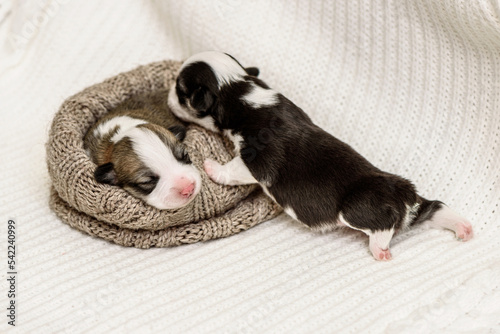 Newborn Pembroke Welsh Corgi puppies rest in knitted grey dog bed put on soft white blanket. Cute blind cub climbs to sleeping brother at home closeup