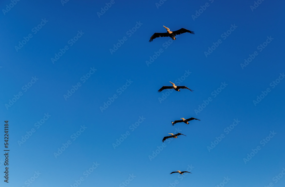 Pelicans birds flying against the blue sky in Miami Beach, Florida. Pelicans birds flying against the blue sky in Miami Beach, Florida.
