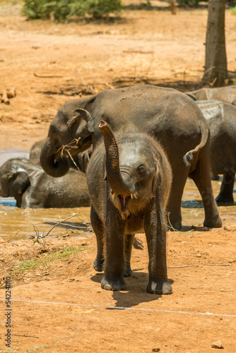 Photography elephants