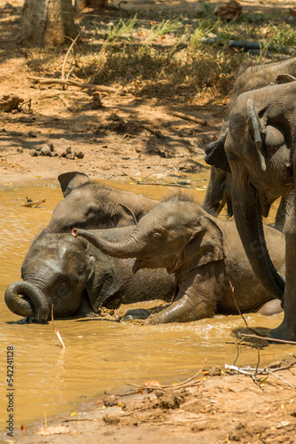 Photography elephants