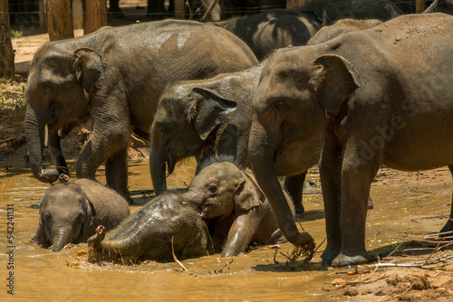 Photography elephants