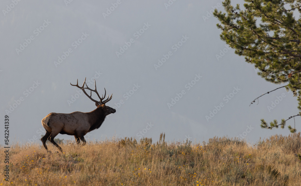 Fototapeta premium Bull Elk During the Fall Rut in Wyoming