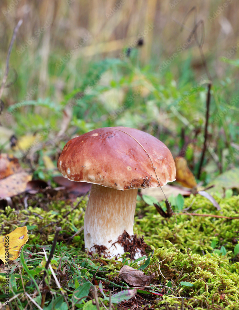 Boletus edulis (king bolete) in the forest. Selective focus. Boletus edulis (king bolete) in the forest. Selective focus.