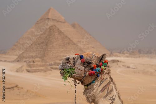 Camel at Great Pyramids of Giza