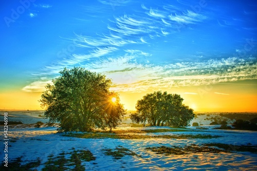 Winter sunrise in a snowy field and with the sun rising between two oaks.
