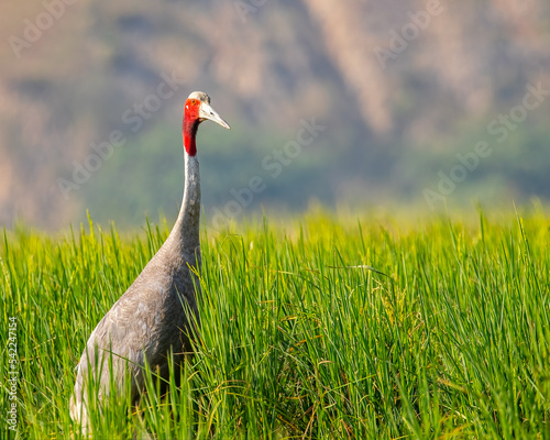 A Sarus Crane in Paddy field photo