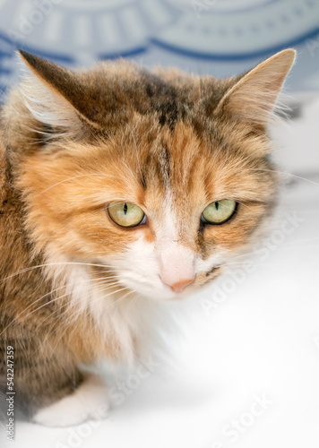 Fluffy cat looking at camera with staring or glaring yellow eyes while crouching on floor. Annoyed or angry body language. Cute orange black and white calico kitty or torbie cat. Selective focus.