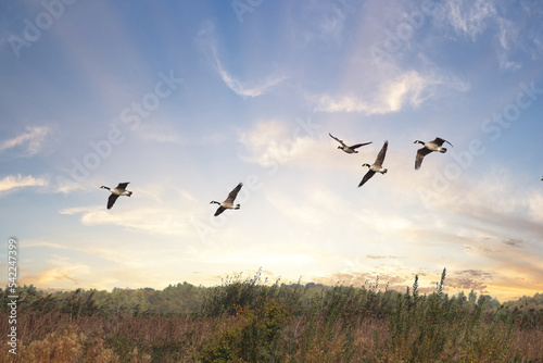 A flock of Canadian Geese flying over a nature reserve in Liverpool, Merseyside.  © NW_Photographer