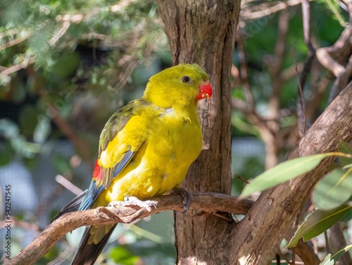 Closeup of a regent parrot or rock pebbler (Polytelis anthopeplus) perched on a tree branch photo